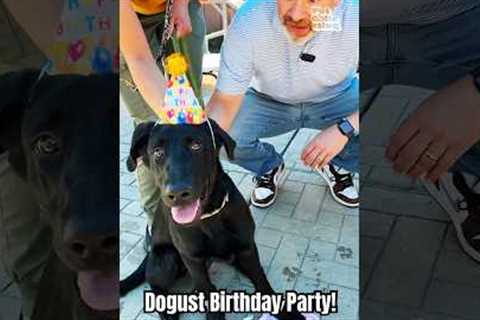 Shelter Dogs Celebrate Their Birthday's in August! #Dogust