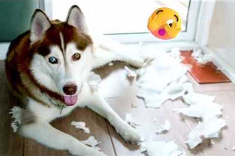 Husky Husky Huskies! 15 Minutes of Furry Madness 😜