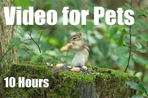 Saturday Morning Cartoons for Pets 🐱 - 10 Hours of Chipmunks and Forest Friends - Aug 01, 2026
