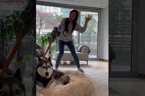 Hilarious Husky Fails! #Dog #Husky #Funny