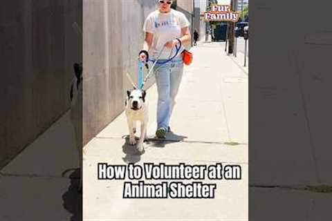 2 Hours Can Change a Shelter Pet’s Life: How To Volunteer At An Animal Shelter #Dogust