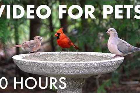 Cat TV for Pets to Watch 🐱 - 10 Hours of Birds and Friends Enjoying the Birdbath - Aug 02, 2026