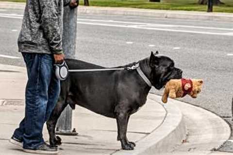 Hilarious Big Dogs and Their Secret Lives as Drama Queens 😂