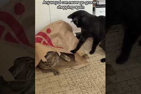 Cat Pounces on Sibling Sitting Inside Paper Bag