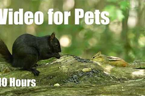 Relaxing Video for Pets and People - 10 Hours of Chipmunks, Birds and Squirrels - Aug 03, 2026