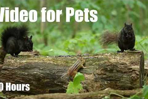 Cat TV for Pets to Watch 🐱 - Black Squirrels, Chipmunks and Forest Friends - Aug 04, 2026