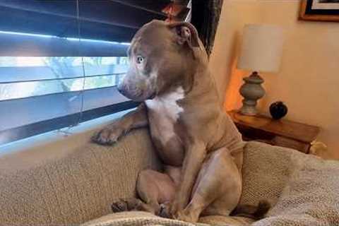You'll Never Look at Pit Bulls the Same Way Again!