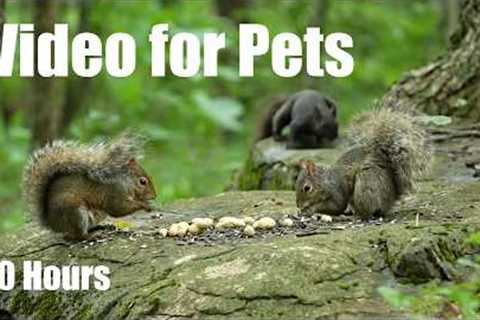 Relaxing Cat TV for Pets and People - 10 Hours of Birds and Animals in the Forest - Aug 05, 2026