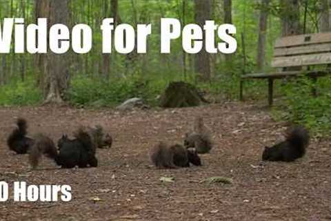 A Scurry of Squirrels and Forest Friends - 10 Hour Cat TV for Pets to Watch 🐱 - Aug 06, 2026