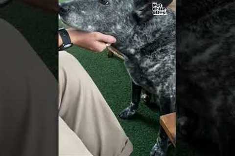 Blue Heelers! The dog that inspired Bluey!