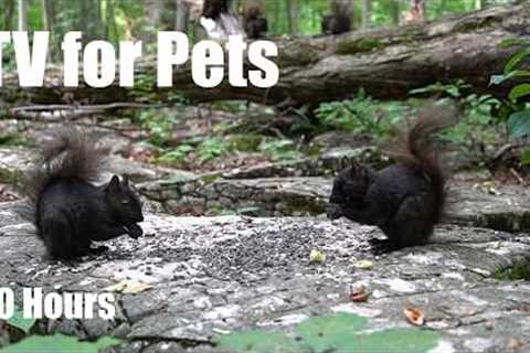 Cat TV for Pets to Watch 🐱 - 10 Hours of Squirrels, Chipmunks and Forest Friends - Aug 07, 2026