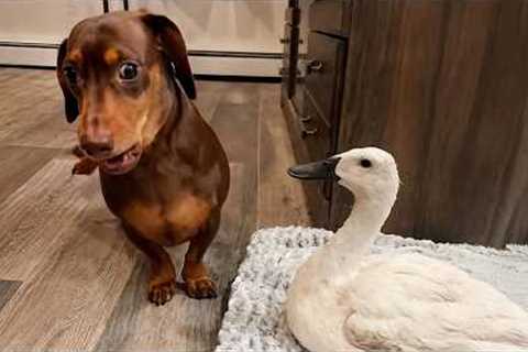 Animals Are Comedy Gold    They Never Fail to Make Us Laugh 🤣