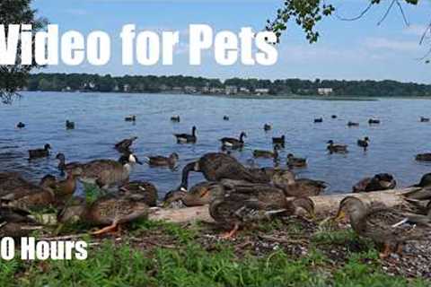 Ducks, Geese and Birds by the Water - 10 Hour Relaxing Cat TV for Pets and People - Aug 08, 2026