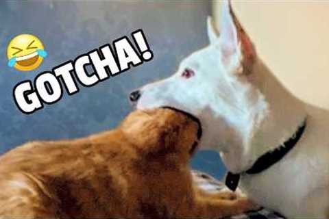 Are Cats Funnier Than Dogs?  HILARIOUS Compilation 😹