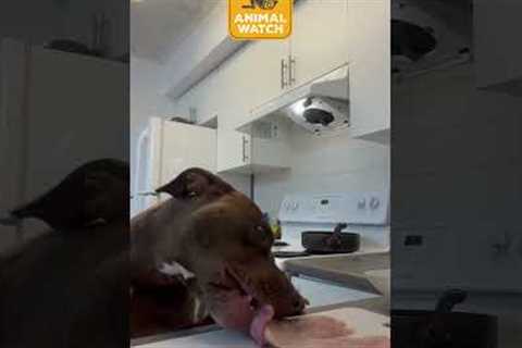 Dog fails caught on camera! | Animal Watch