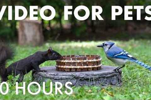 Cat TV for Pets to Watch 🐱 - 10 Hours of Beautiful Backyard Birds and Squirrels - Aug 09, 2026