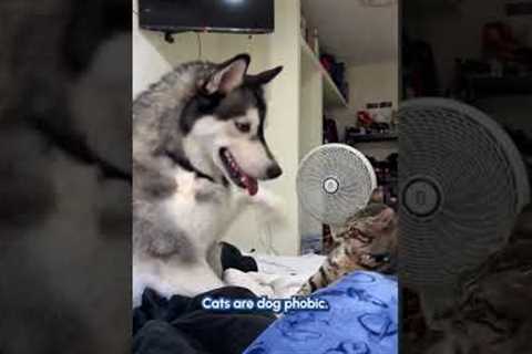 Cats Vs. Dogs