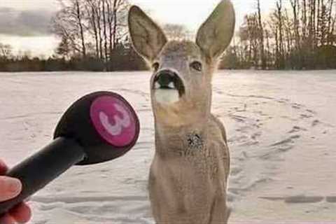 I Never Expected Funny Deer to be This Hilarious… 😆!