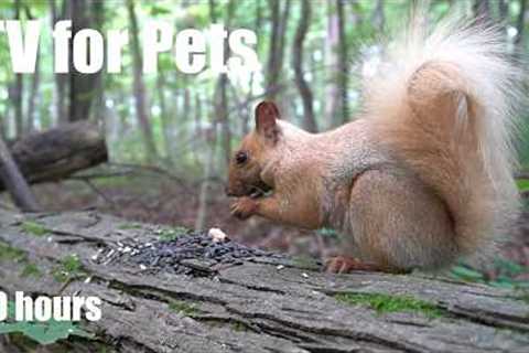 Relaxing Video for Pets and People - 10 Hours of Birds, Squirrels and Forest Friends - Aug 10, 2026
