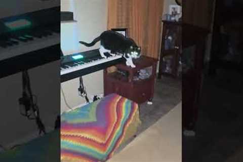 Hilarious Black Cat Creates Horror Movie Music #cat #halloween #music