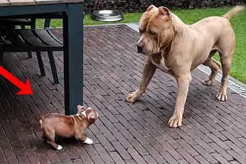 Hilarious Big Dogs Get Completely Bossed Around by These Tiny Puppies 😂