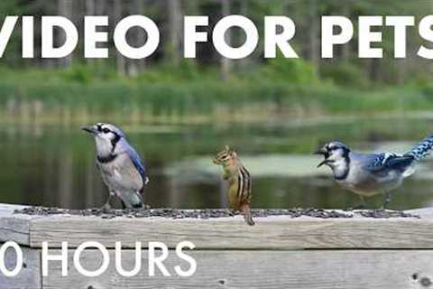 Cat TV for Pets to Watch 🐱 - 10 Hours of Birds, Chipmunks and Squirrels - Aug 11, 2026