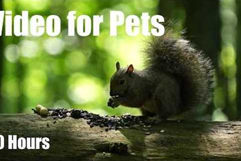 Cat TV for Pets to Watch 🐱 - 10 Hours of Chipmunks, Squirrels and Forest Friends - Aug 12, 2026