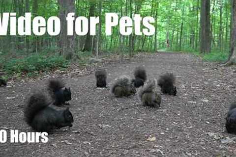 A Scurry of Squirrels in the Forest - 10 Hour Cat TV for Pets to Watch 🐱 - Aug 13, 2026