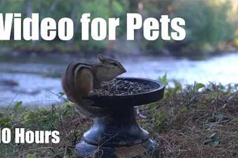 Cat TV for Pets to Watch 🐱 - Chipmunks, Birds and Squirrels in Cottage Country - Aug 14, 2026