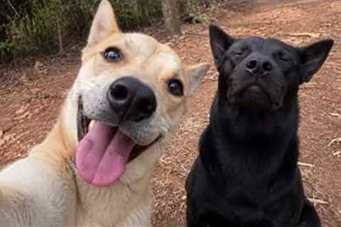 You Won't Be Able to Handle These HILARIOUS DOGS! 😂Best Funniest Dog Videos of 2026