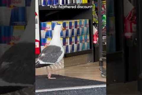 Seagull Steals Takis From Gas Station in Broad Daylight!