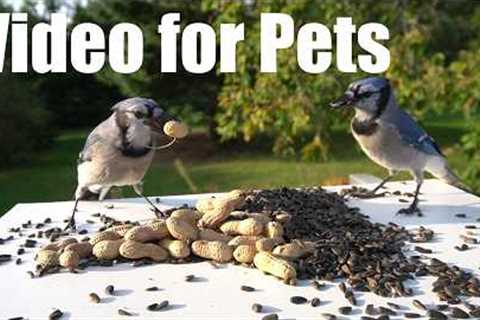 Saturday Morning Cartoons for Pets 🐱 - 10 Hours of Beautiful Birds and Animals - Aug 15, 2026