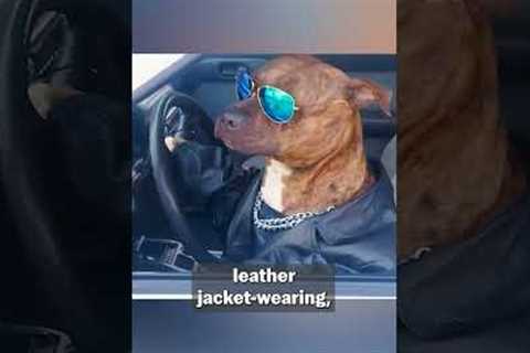 Catching My Mischievous Dog In The Act | Show Us Your Baddies
