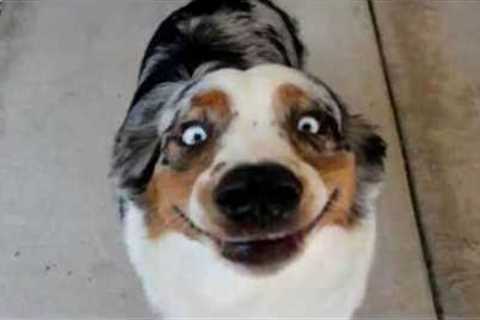 Funny Dog Videos That Are Better Than Netflix 😂