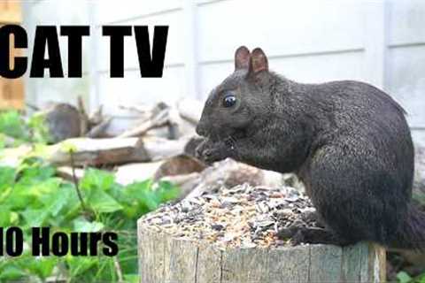 Sunday Morning Brunch for Hungry Squirrels and Chipmunks - 10 Hour Cat TV for Pets - Aug 16, 2026