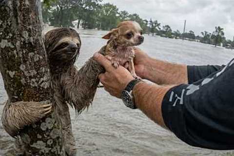Animals That Are Secretl Best Friends and Help Each Other in Ways You Never Expected!