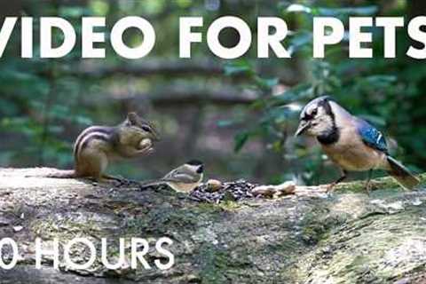 Cat TV for Pets to Watch 🐱 - 10 Hours of Birds, Chipmunks and Forest Friends - Aug 17, 2026