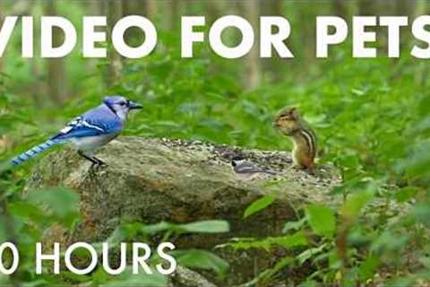 Chipmunks, Squirrels and Birds in the Forest - 10 Hour Cat TV for Pets to Watch 🐱 - Aug 18, 2026