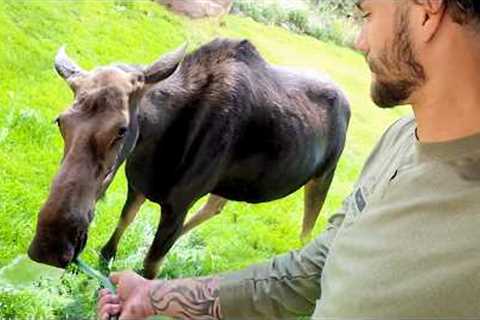 When Wild Animals Forget They’re Supposed to Be Wild 😂Funny Animal Videos!