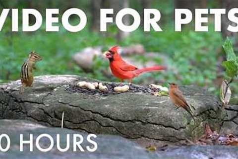Cat TV for Pets to Watch 🐱 - Cardinals, Woodpeckers, Chipmunks and Forest Friends - Aug 19, 2026