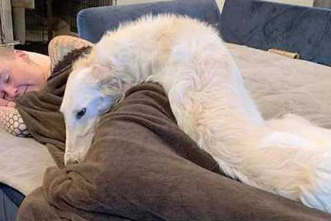 I Dare You Not To Laugh at These 150-Pound Comedian Dog 🤣 Funniest Animal Videos