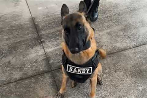 I got a Malinois but God Accidentally gave me a Comedian! 🤣 Funny BELGIAN MALINOIS of 2026