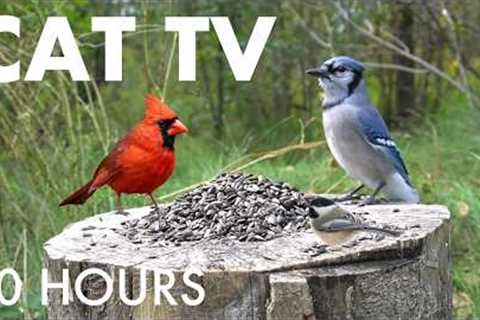 Cat TV for Pets to Watch 🐱 - 10 Hours of Chipmunks, Birds and Squirrels - Aug 20, 2026