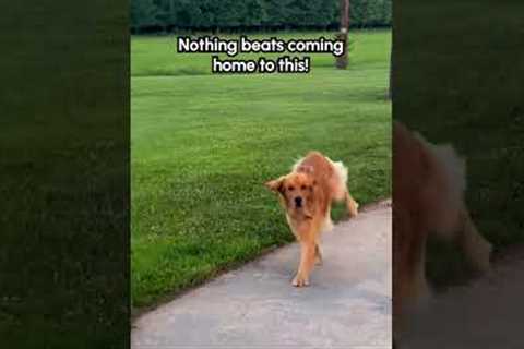 Excited Golden Retriever Vaults Over Fence to Greet Humans!