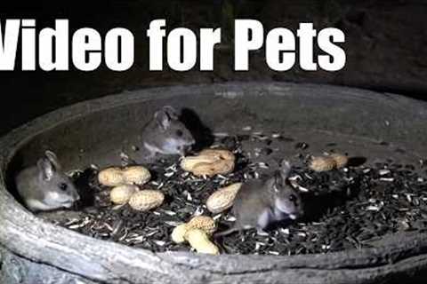 Cat TV for Pets to Watch 🐱 - 10 Hours of Mice at Night to Entertain your Pets - Aug 21, 2026