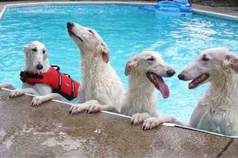 Hilarious Dogs Absolutely Can't Control Themselves in the Pool! 🤣