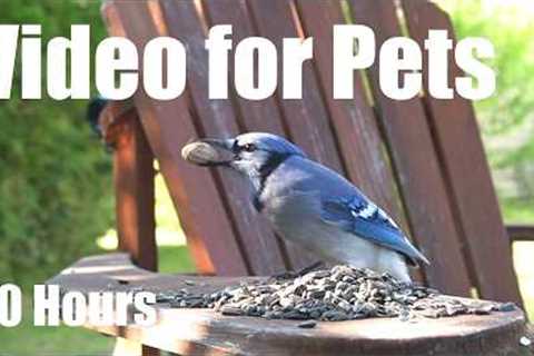 Saturday Morning Cartoons for Pets 🐱 - 10 Hours of Birds and Backyard Critters - Aug 22, 2026