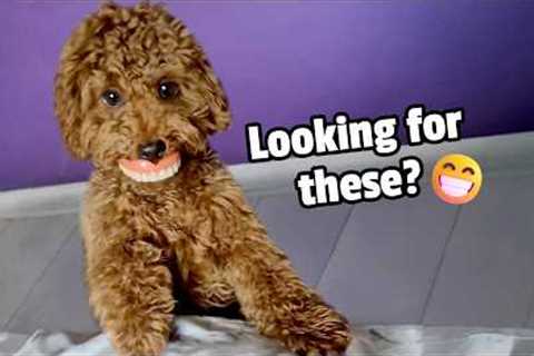 New Smile, Who Dis? | All Dogs, Just Dogs, Nothing But Dogs