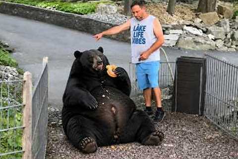 These DRAMATIC Bears Accidentally Make a Big Deal Out of Everything 🤣