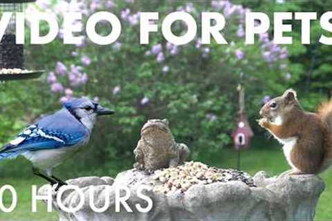 Cat TV for Pets to Watch 🐱 - 10 Hours of Beautiful Backyard Birds and Squirrels - Aug 23, 2026